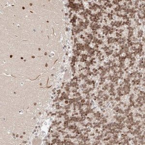 Anti-USF3 antibody produced in rabbit 