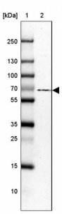 Anti-USH1C antibody produced in rabbit HPA027492-100UL