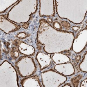 Anti-USH1G antibody produced in rabbit 