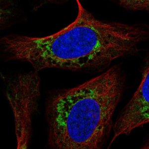 Anti-USMG5 antibody produced in rabbit 