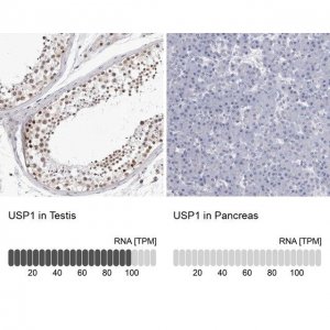 Anti-USP1 antibody produced in rabbit 