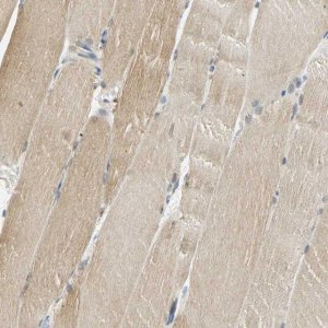Anti-USP13 antibody produced in rabbit 