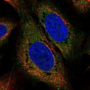Anti-USP15 antibody produced in rabbit 