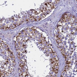 Anti-USP18 antibody produced in rabbit 