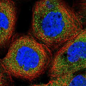 Anti-USP18 antibody produced in rabbit 
