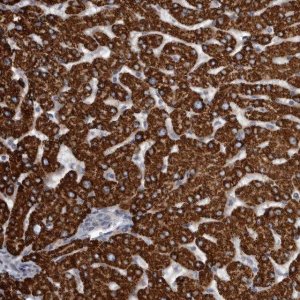 Anti-USP24 antibody produced in rabbit HPA026723-100UL