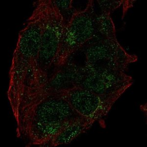 Anti-USP27X antibody produced in rabbit 