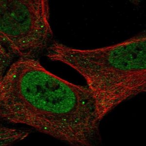 Anti-USP3 antibody produced in rabbit 