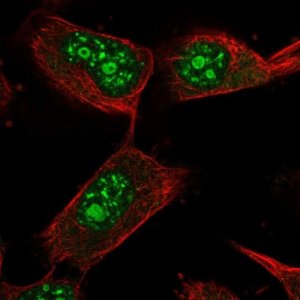 Anti-USP36 antibody produced in rabbit 