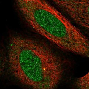 Anti-USP38 antibody produced in rabbit 