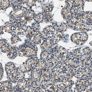 Anti-USP40 antibody produced in rabbit 