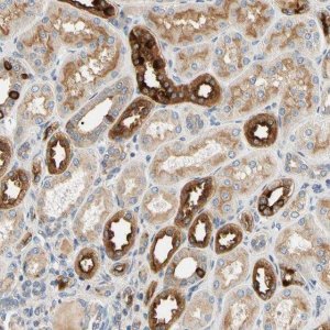 Anti-USP46 antibody produced in rabbit 