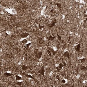 Anti-USP48 antibody produced in rabbit 