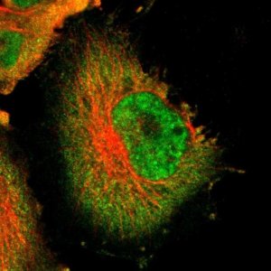 Anti-USP5 antibody produced in rabbit 