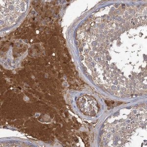 Anti-USP50 antibody produced in rabbit 