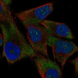 Anti-USP51 antibody produced in rabbit 