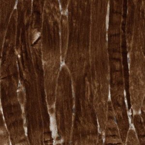 Anti-USP53 antibody produced in rabbit 