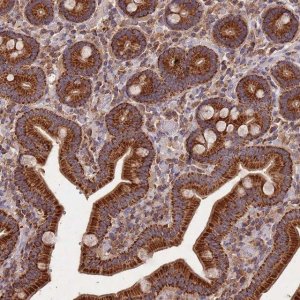 Anti-USP54 antibody produced in rabbit 