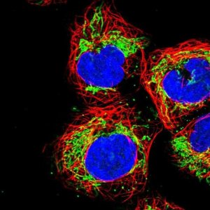 Anti-USP54 antibody produced in rabbit 