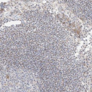 Anti-UST antibody produced in rabbit 