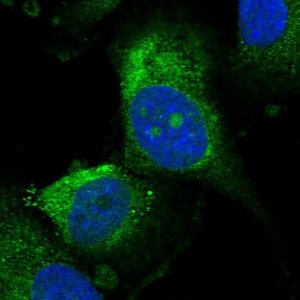 Anti-UTP15 antibody produced in rabbit 