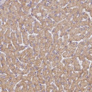 Anti-UTP23 antibody produced in rabbit 