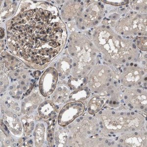 Anti-UTRN antibody produced in rabbit 