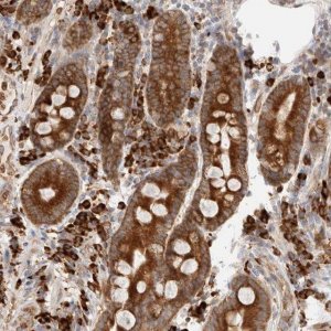 Anti-UTS2B antibody produced in rabbit 
