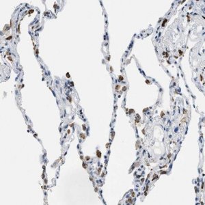 Anti-UVRAG antibody produced in rabbit 