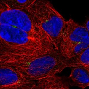 Anti-UXT antibody produced in rabbit 