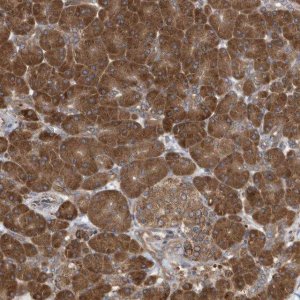 Anti-VAMP7 antibody produced in rabbit 