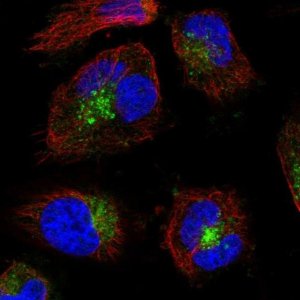 Anti-VAMP7 antibody produced in rabbit 