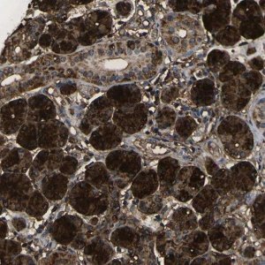 Anti-VASN antibody produced in rabbit 