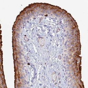 Anti-VAT1 antibody produced in rabbit 