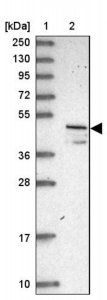 Anti-VAT1 antibody produced in rabbit 