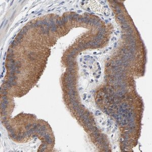 Anti-VAV2 antibody produced in rabbit 