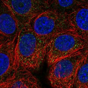 Anti-VAV2 antibody produced in rabbit 