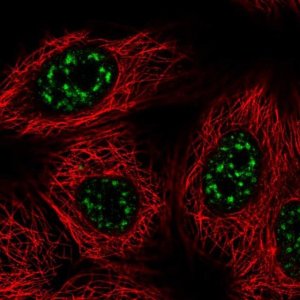 Anti-VAX2 antibody produced in rabbit 
