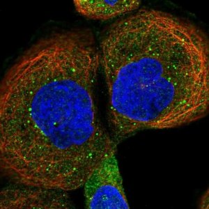 Anti-VBP1 antibody produced in rabbit HPA023230-100UL