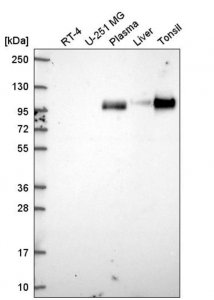 Anti-VCAM1 antibody produced in rabbit 