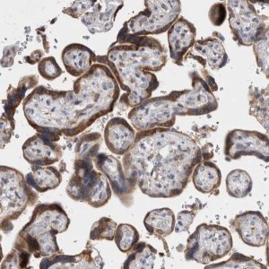 Anti-VCPIP1 antibody produced in rabbit 