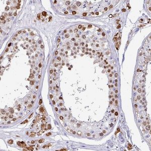 Anti-VCY antibody produced in rabbit 