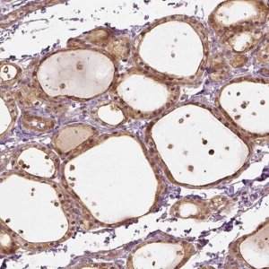 Anti-VEGFA antibody produced in rabbit 