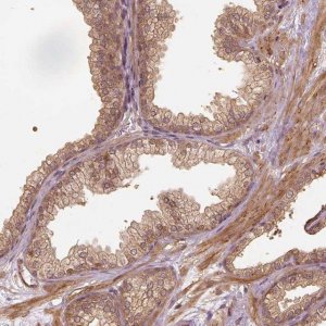 Anti-VEGFA antibody produced in rabbit 