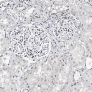 Anti-VEZF1 antibody produced in rabbit 