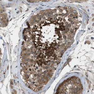 Anti-VEZT antibody produced in rabbit 