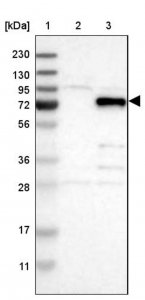 Anti-VEZT antibody produced in rabbit 