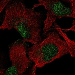 Anti-VGLL1 antibody produced in rabbit 
