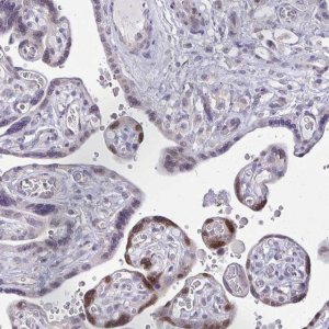 Anti-VGLL3 antibody produced in rabbit 