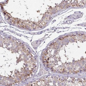 Anti-VGLL3 antibody produced in rabbit 
